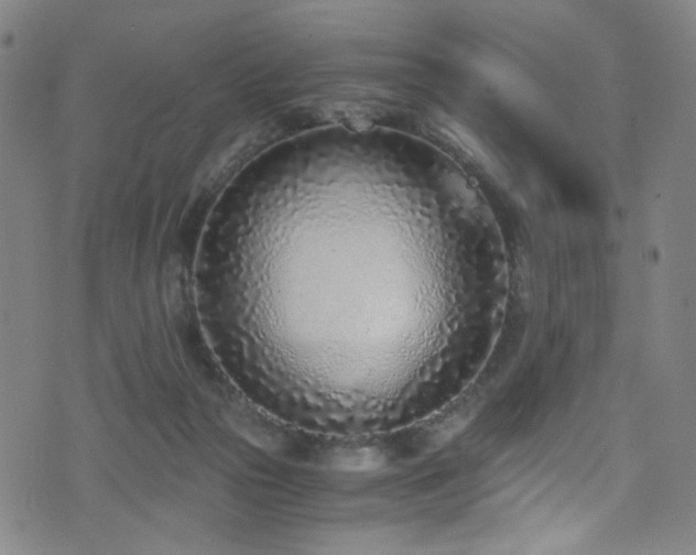 X0000073530169200607311258