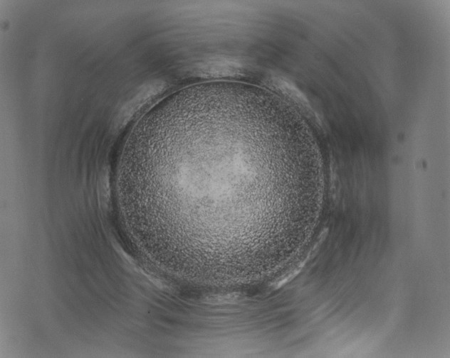 X0000073530202200607311257