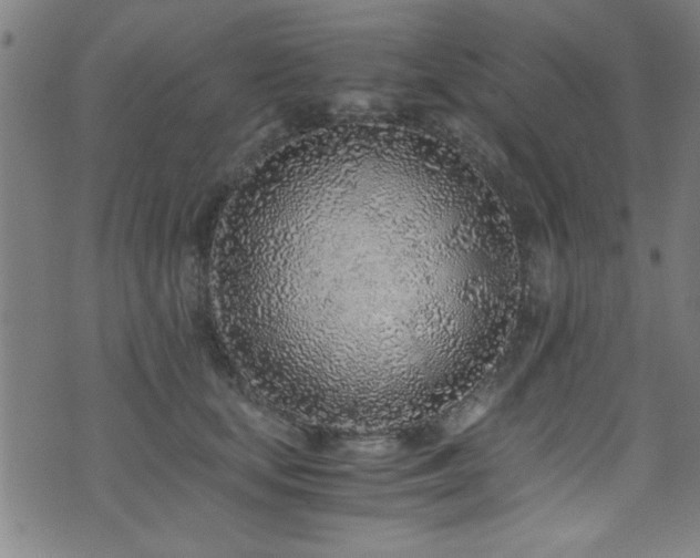 X0000073530659200607311250