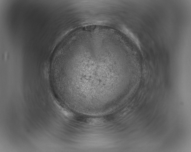X0000073530107200608141036