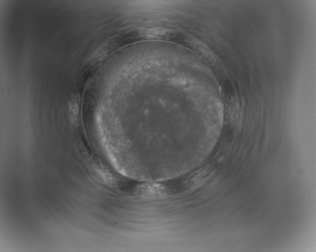 X0000073530427200608141031