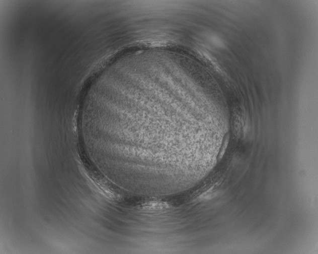 X0000073530543200608141029