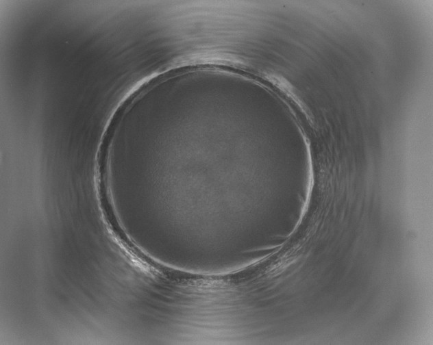 X0000073531024200608141021