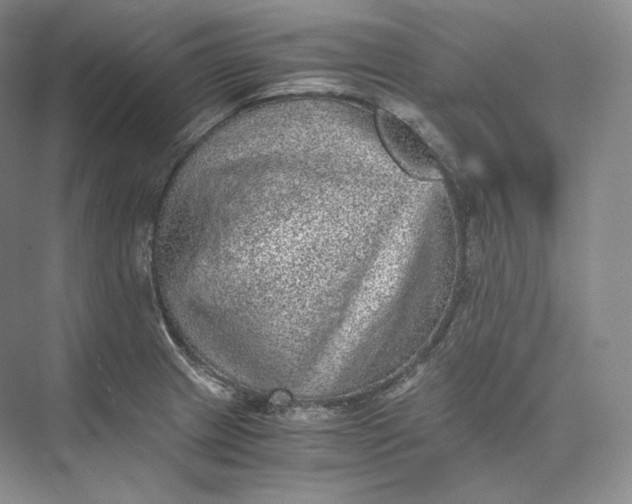 X0000073531233200608141018