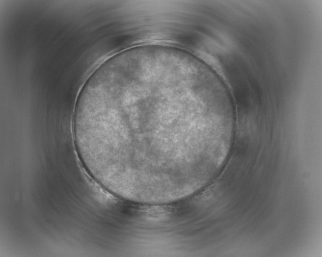 X0000073531338200608141016