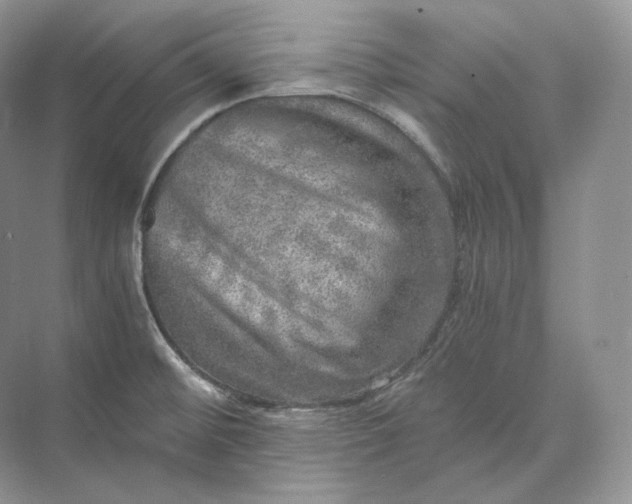 X0000073531476200608141013