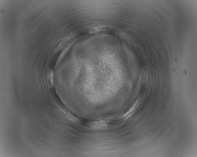X0000073530094200608211841