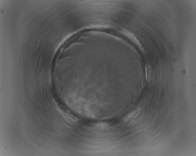 X0000073530204200608211838