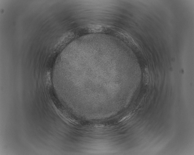 X0000073530598200608211832