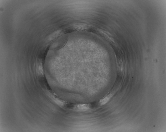 X0000073530622200608211831