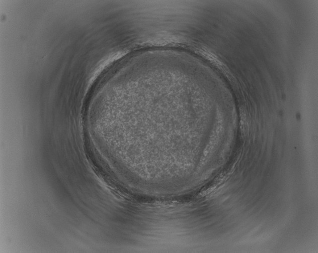 X0000073530626200608211830