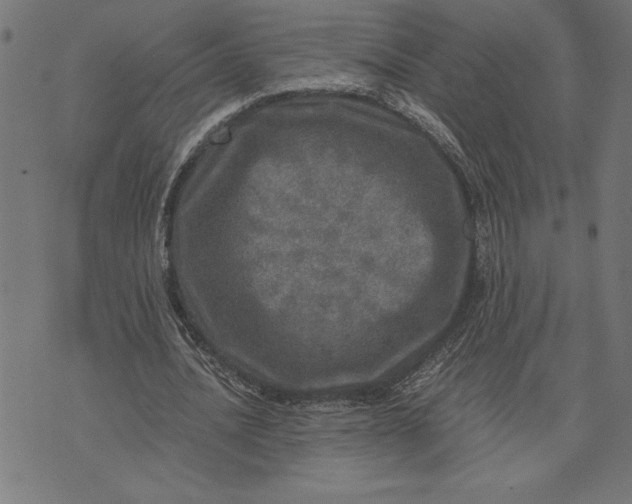 X0000073530628200608211830