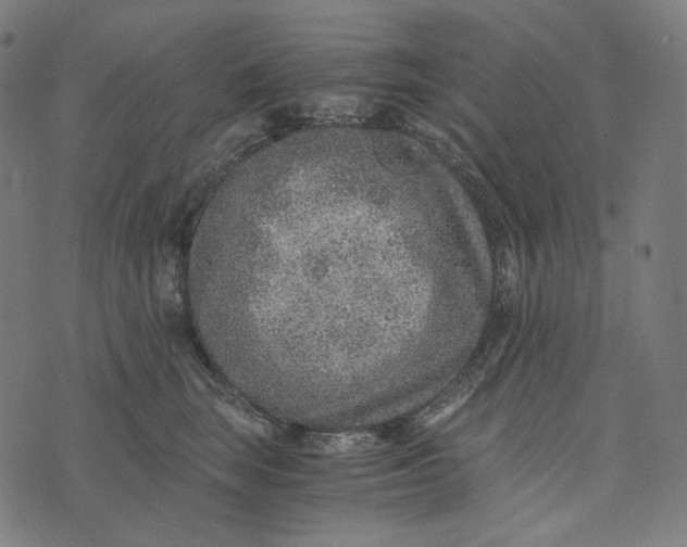 X0000073530663200608211831