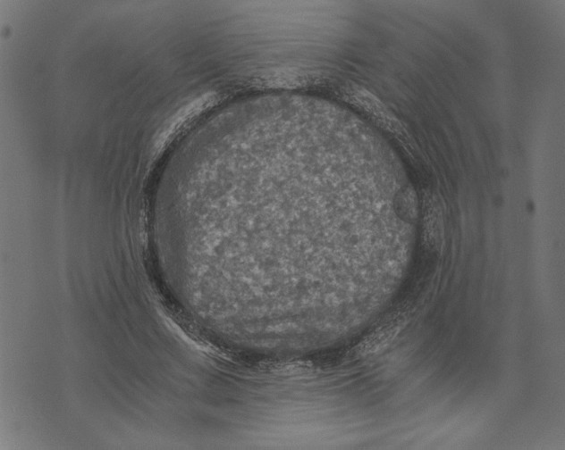 X0000073530683200608211830