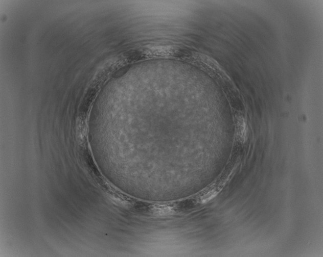 X0000073530701200608211830