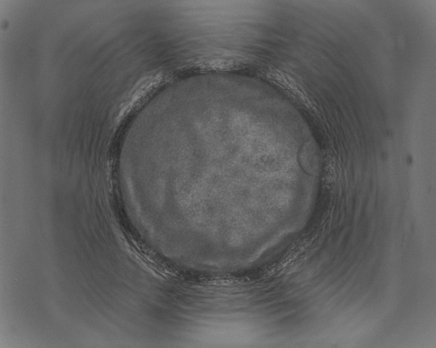 X0000073530738200608211829