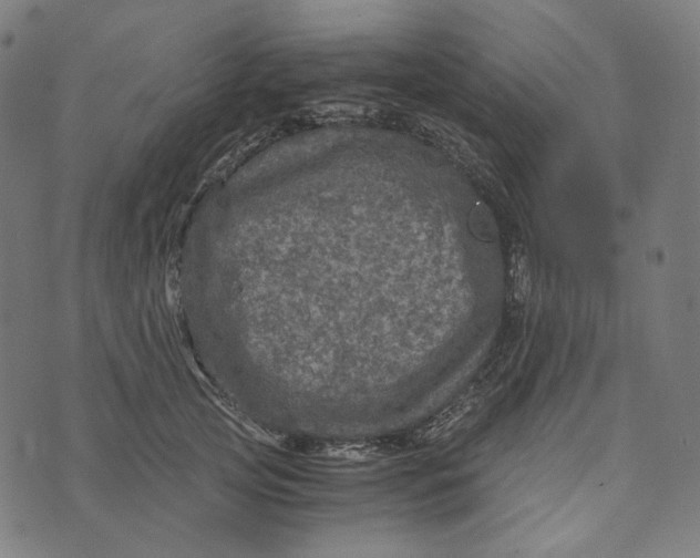 X0000073530753200608211829