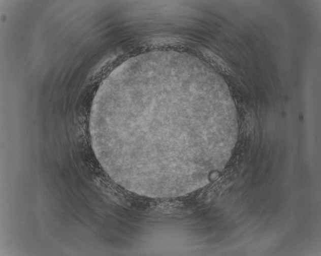 X0000073530824200608211827