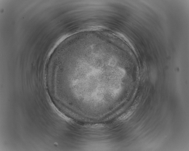 X0000073530851200608211828