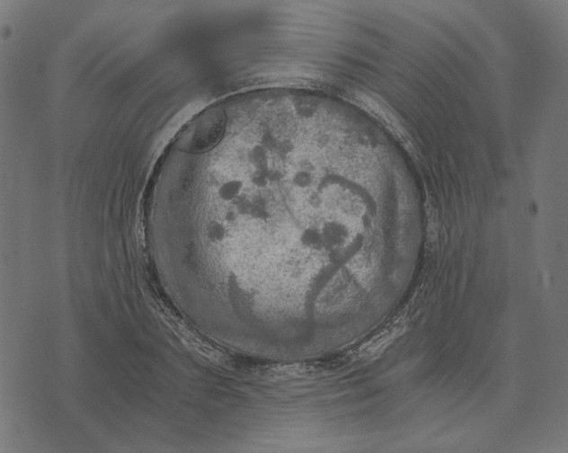 X0000073530883200608211827