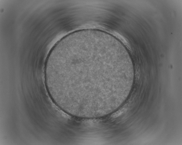 X0000073530950200608211826