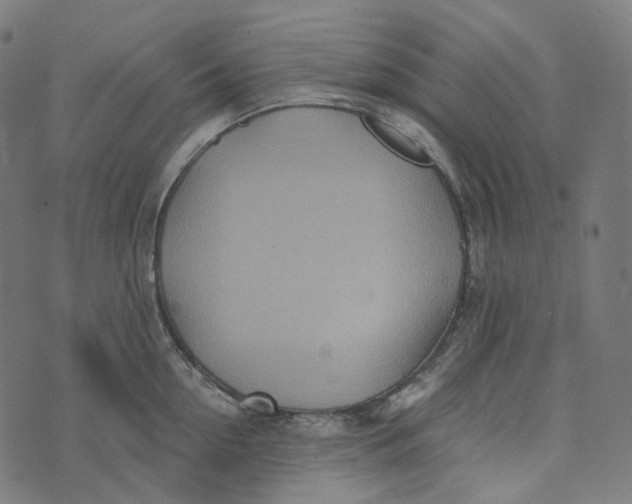 X0000073530954200608211826