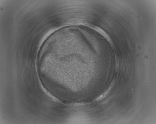 X0000073530958200608211826