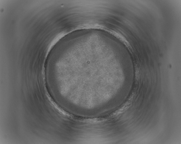 X0000073530990200608211825