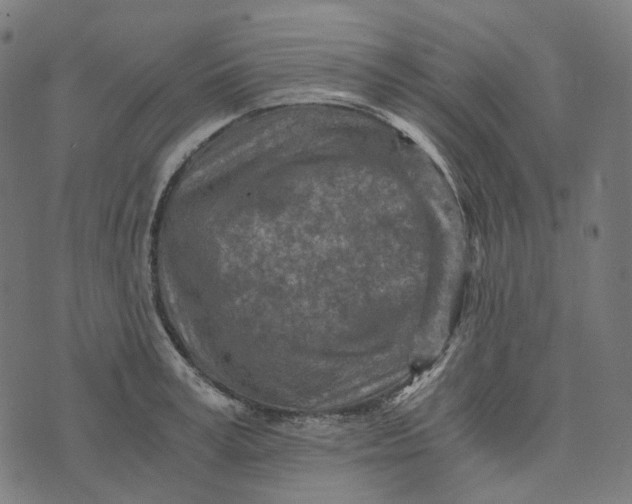 X0000073530995200608211825