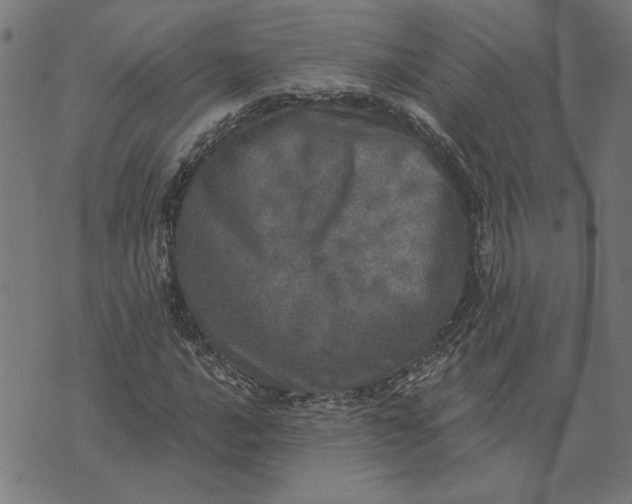 X0000073531016200608211824