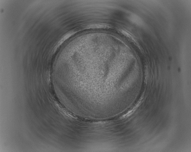 X0000073531017200608211824