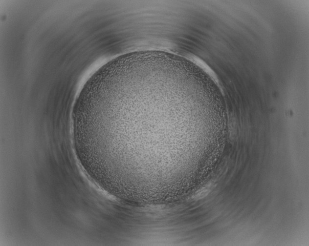 X0000073531096200608211823