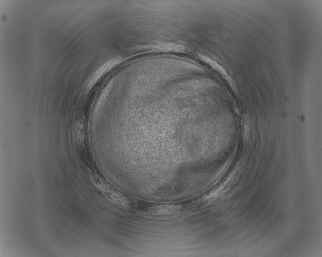 X0000073531163200608211822