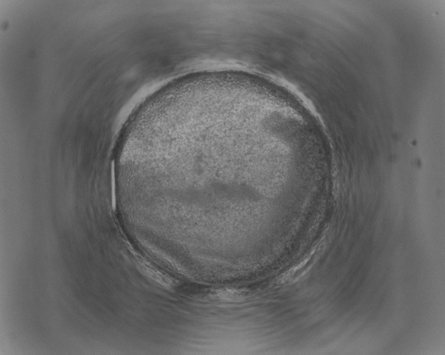 X0000073531175200608211822