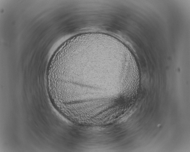 X0000073531239200608211822