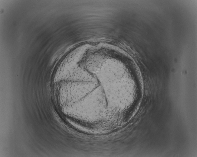 X0000073530002200608281603