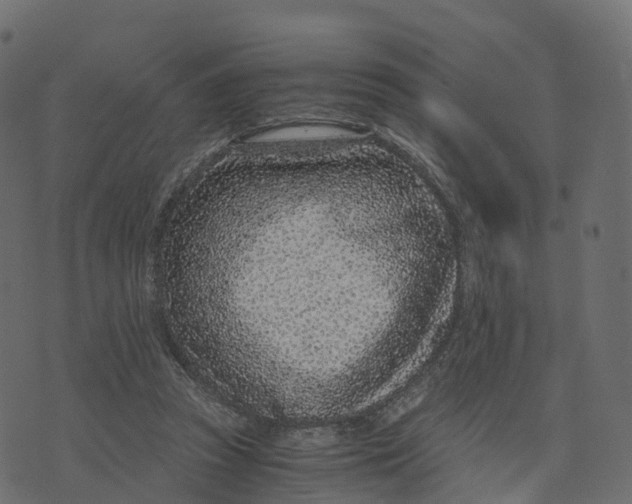X0000073530353200608281557