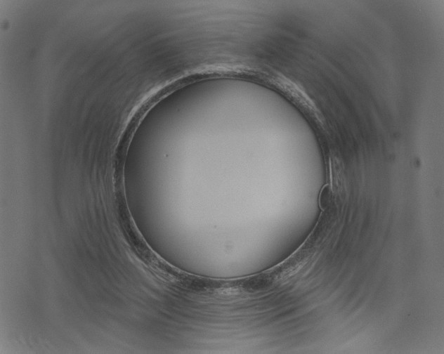 X0000073540204200607310959