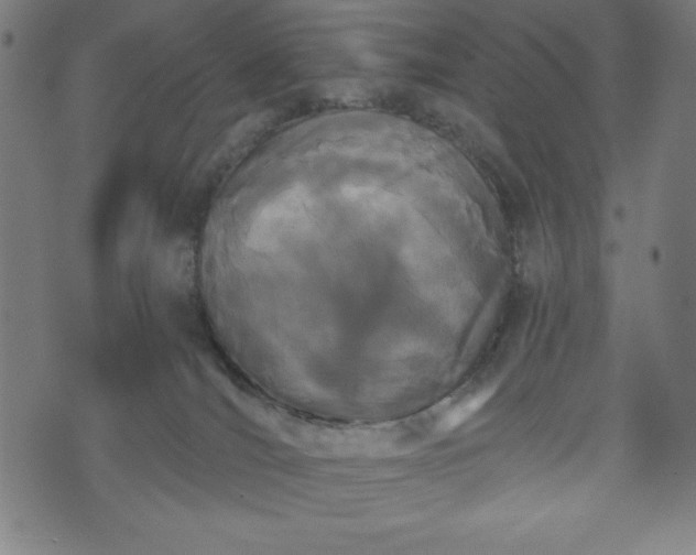 X0000073540036200608071106