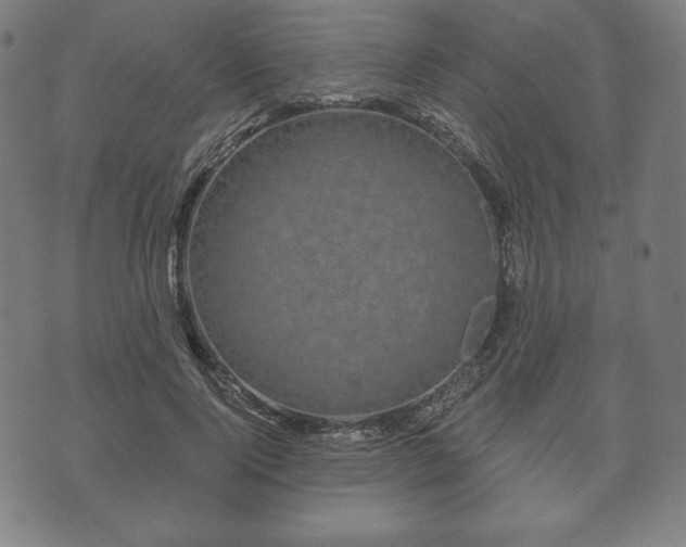 X0000073540740200608071055