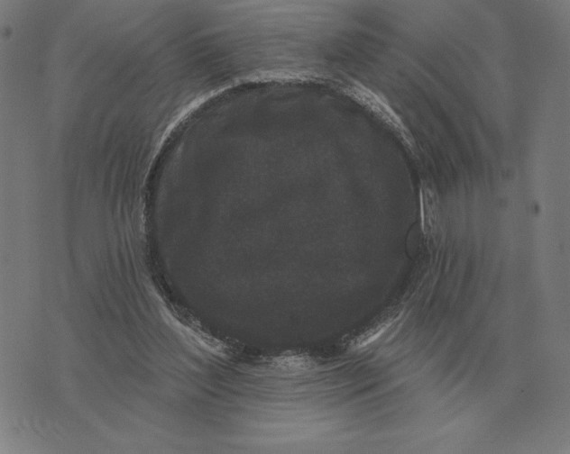 X0000073540204200608211903