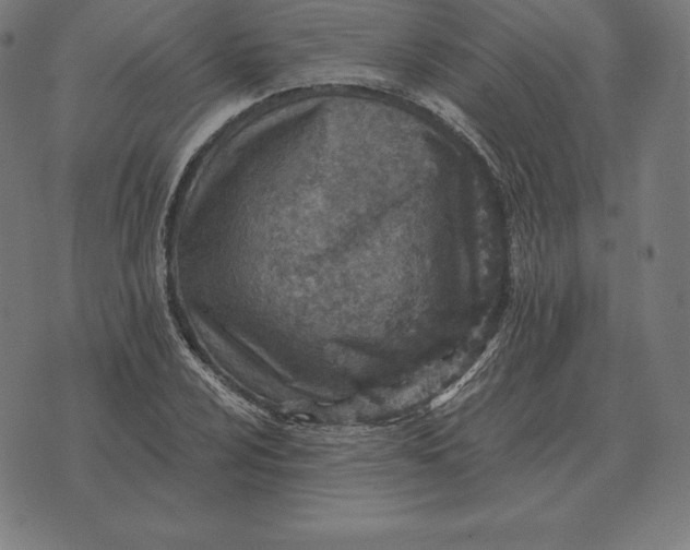 X0000073541024200608211849