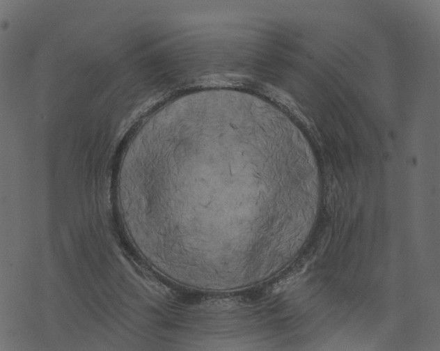X0000073540299200608281623