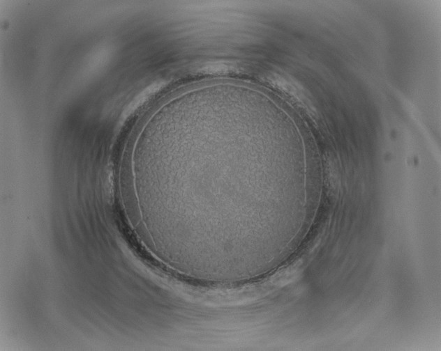 X0000073700016200608031226