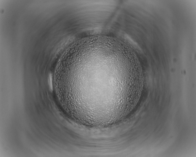 X0000073700022200608031226