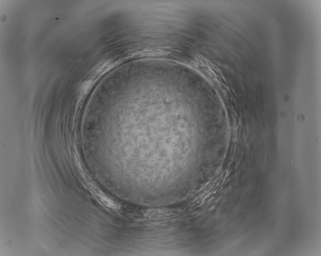 X0000073700145200608031223