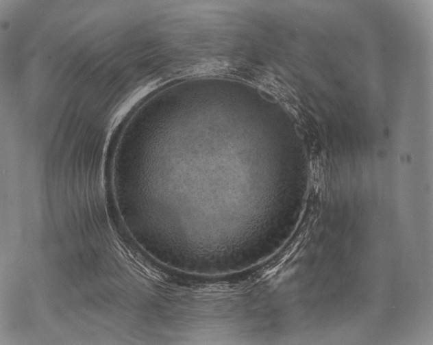 X0000073700196200608031223