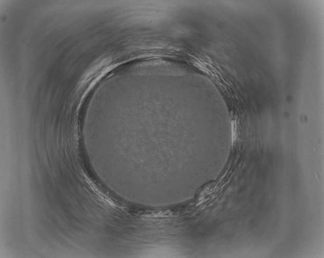 X0000073700243200608031221