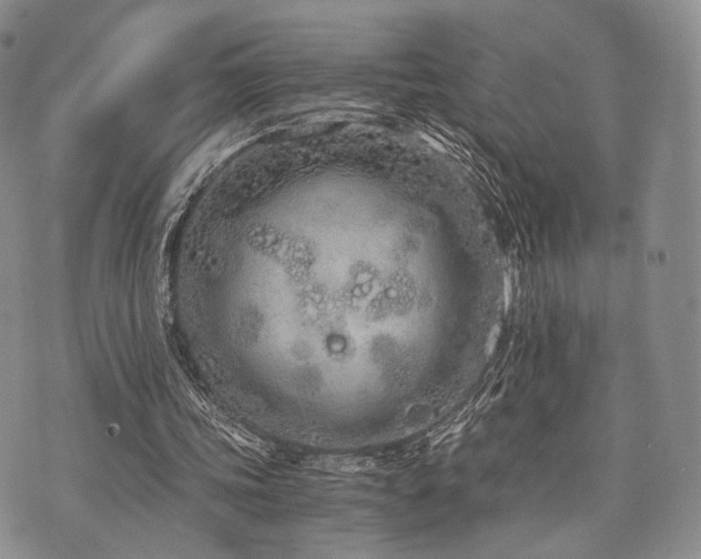 X0000073700339200608031220