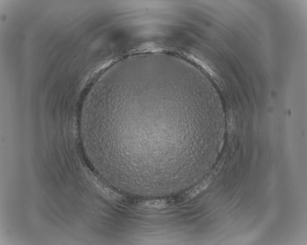 X0000073700353200608031220